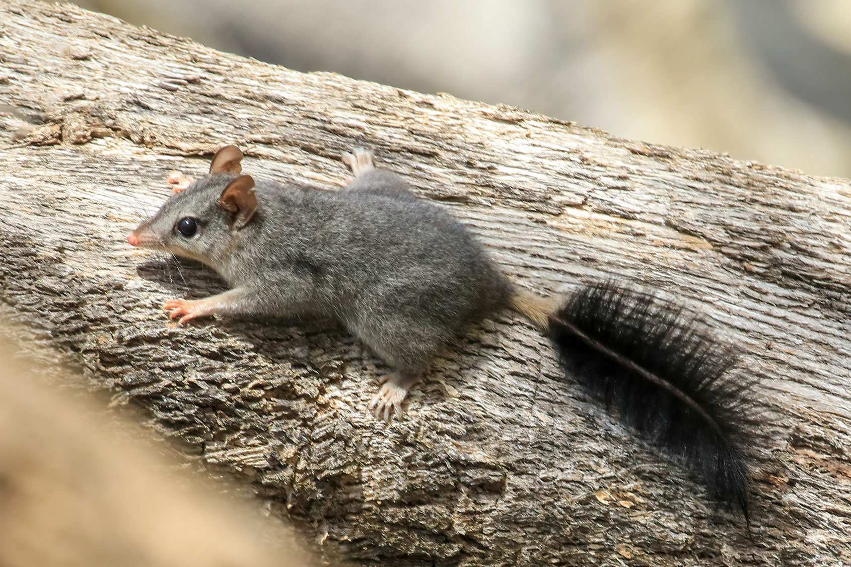 A phascogale sat on a tree trunk