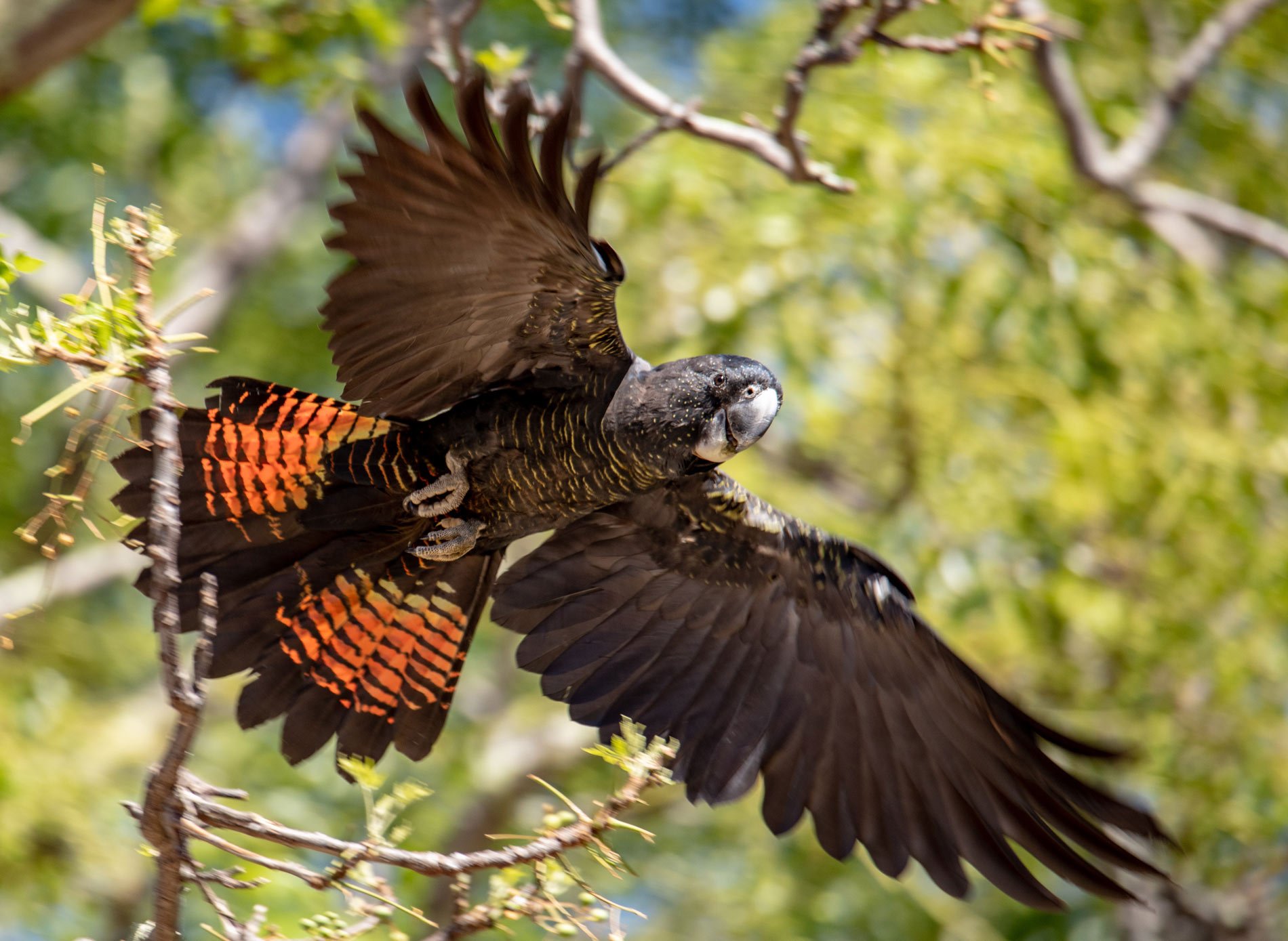 A red tailed black cockatoo in flight