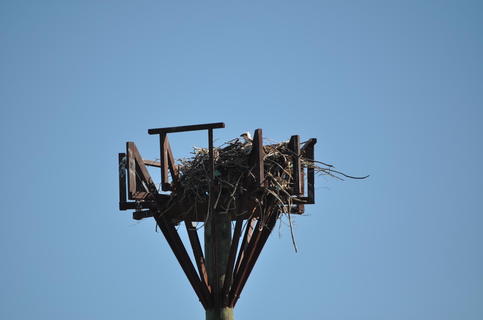 An osprey's nest sitting on top of an osprey nesting platform