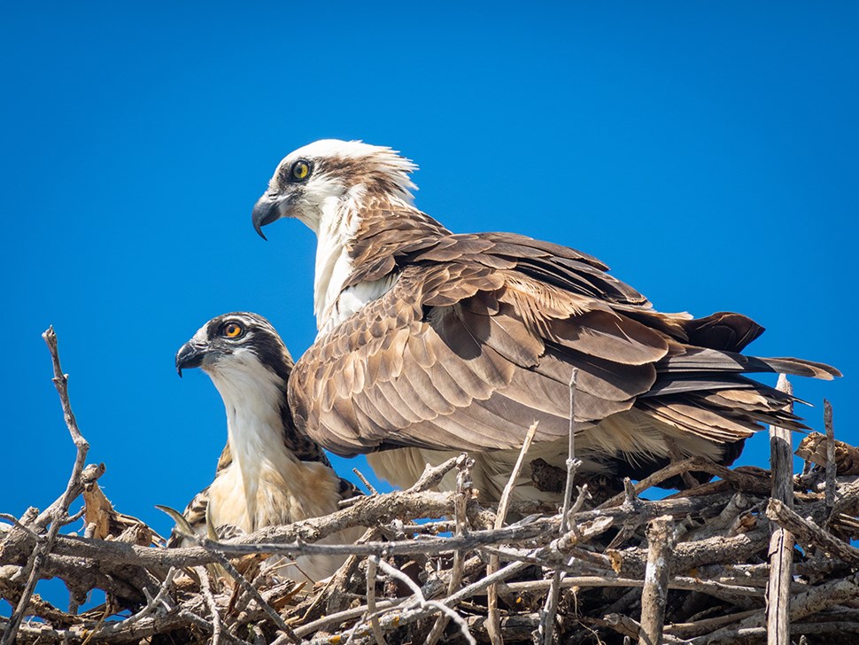 Ospreys