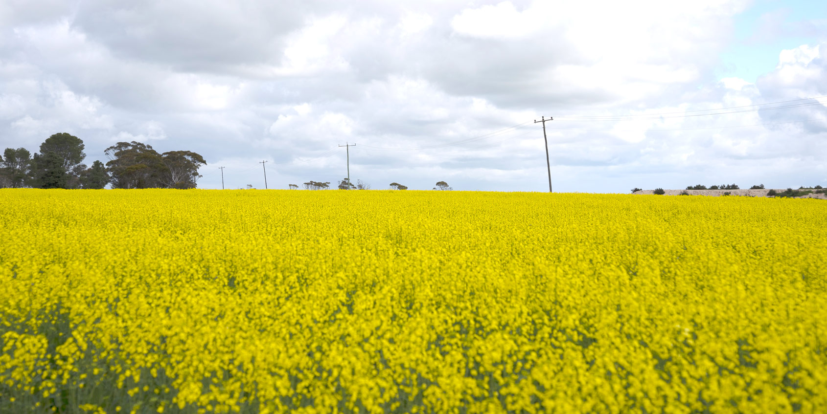 Yellow canola field with power poles under a cloudy sky.