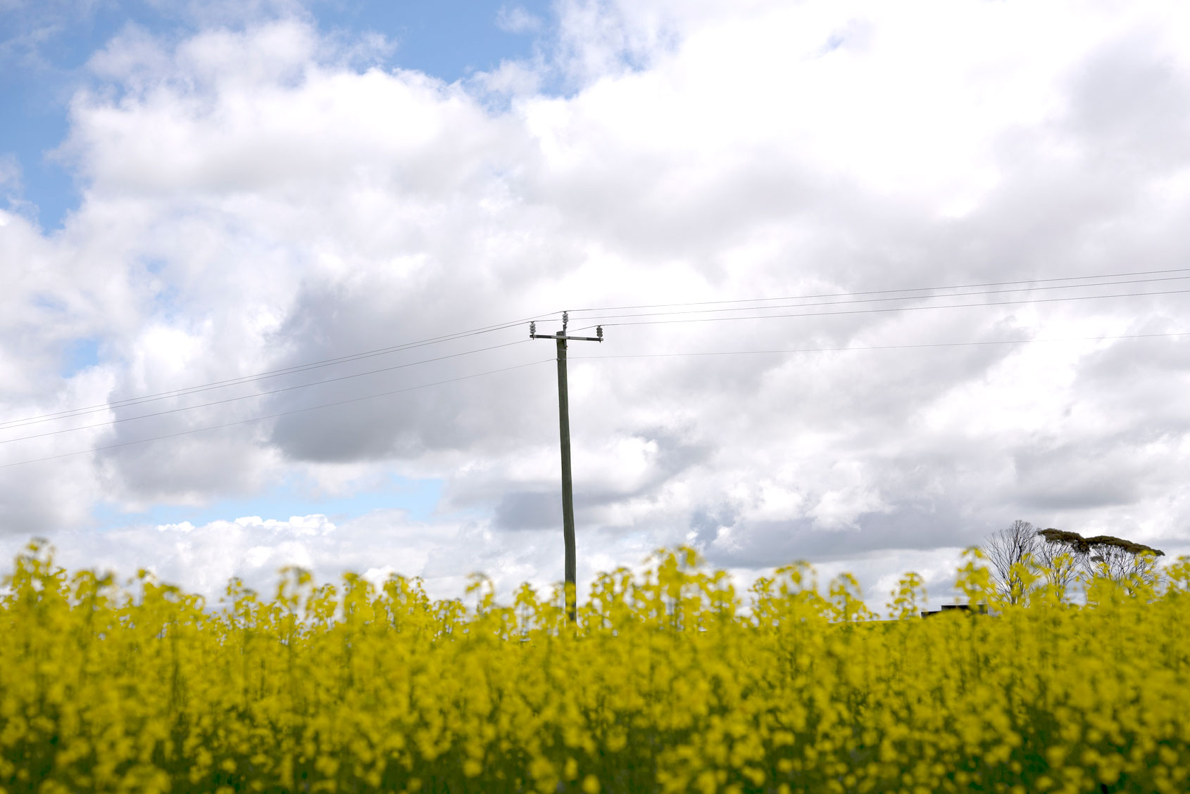 Yellow canola field with power poles under a cloudy sky.