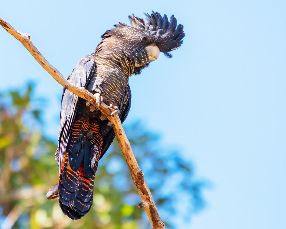 Red-tailed black cockatoo