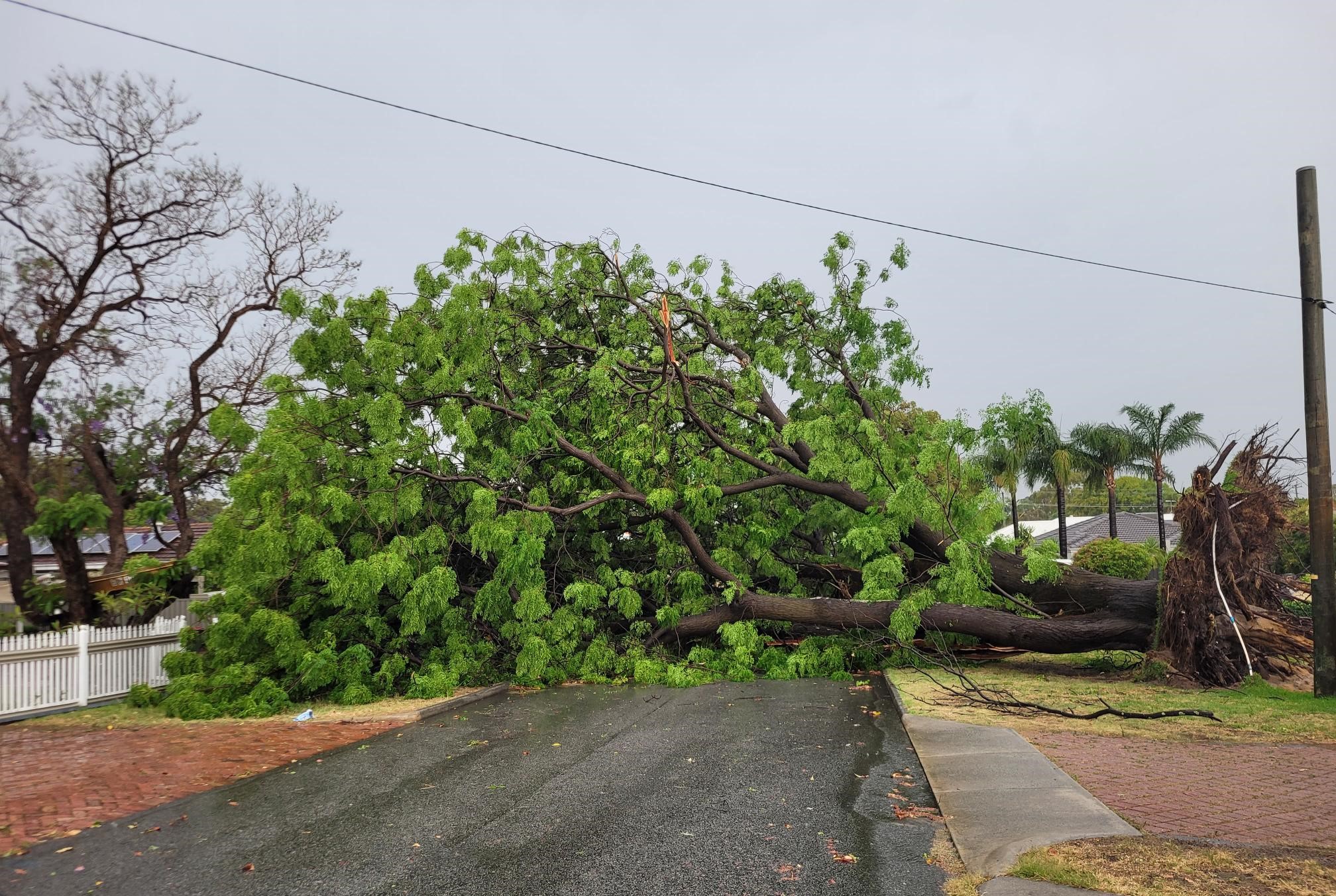Large tree uprooted and blocking a residential road.
