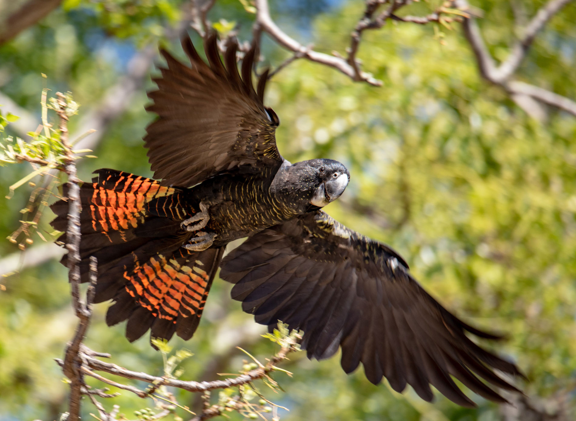 red-tailed-black-cockatoo-20219008