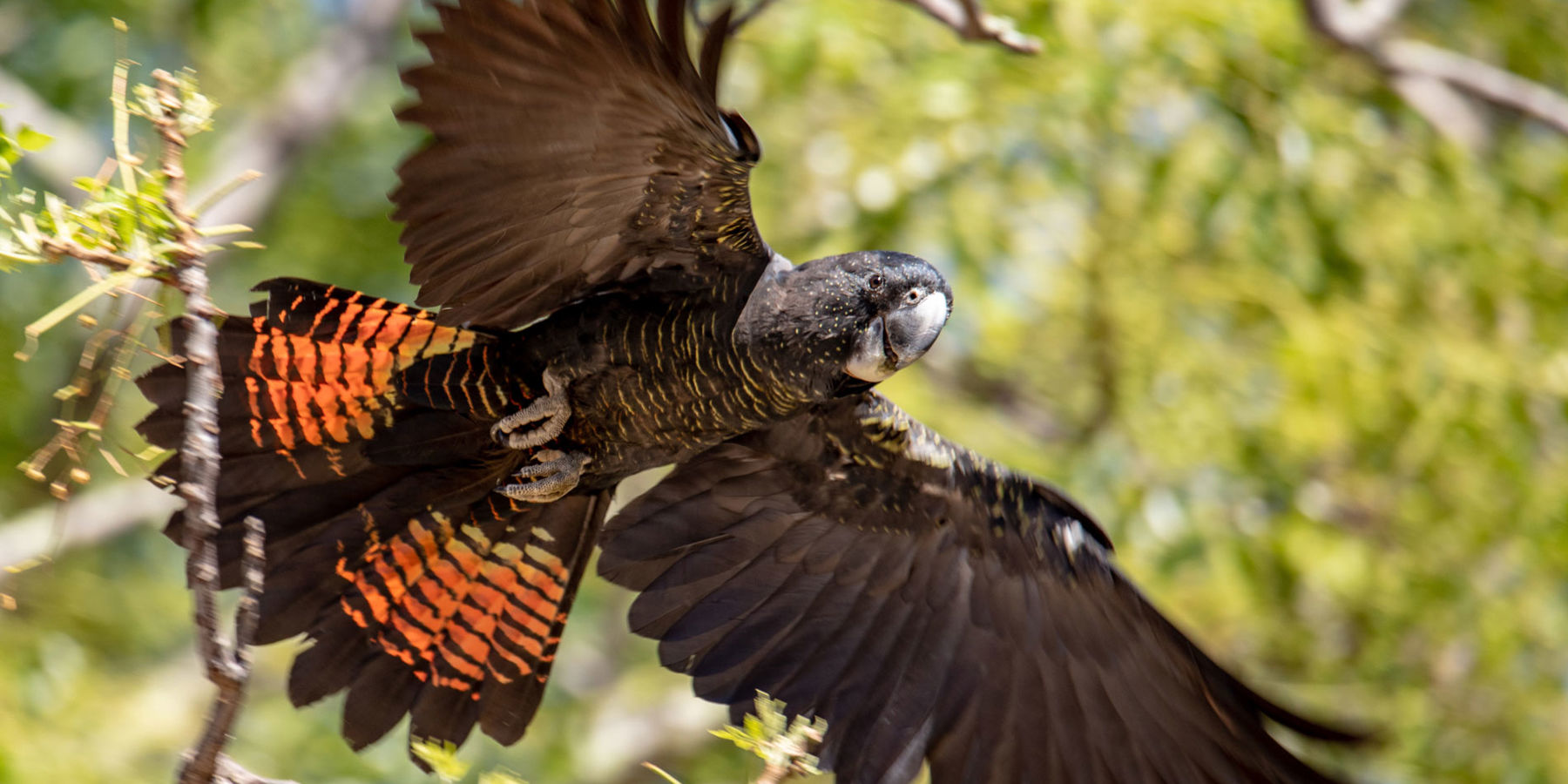 red-tailed-black-cockatoo-20219008