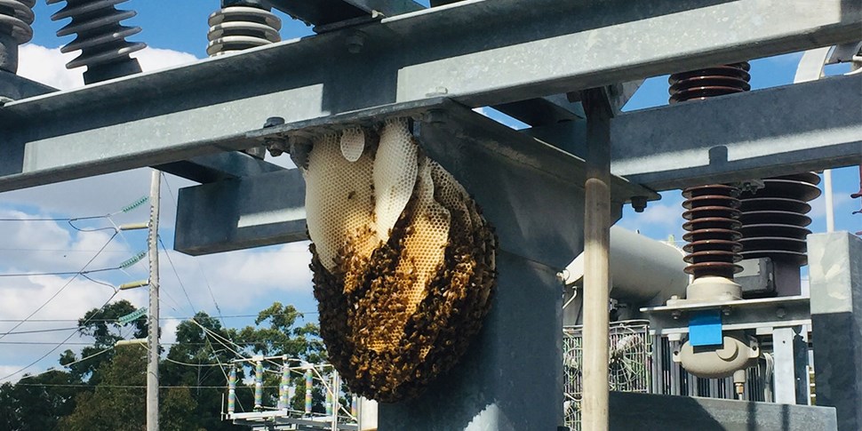 A beehive at Riverton sub-station