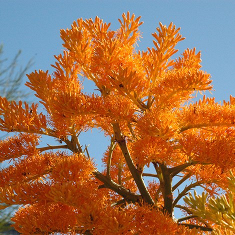 Nuytsia Floribunda