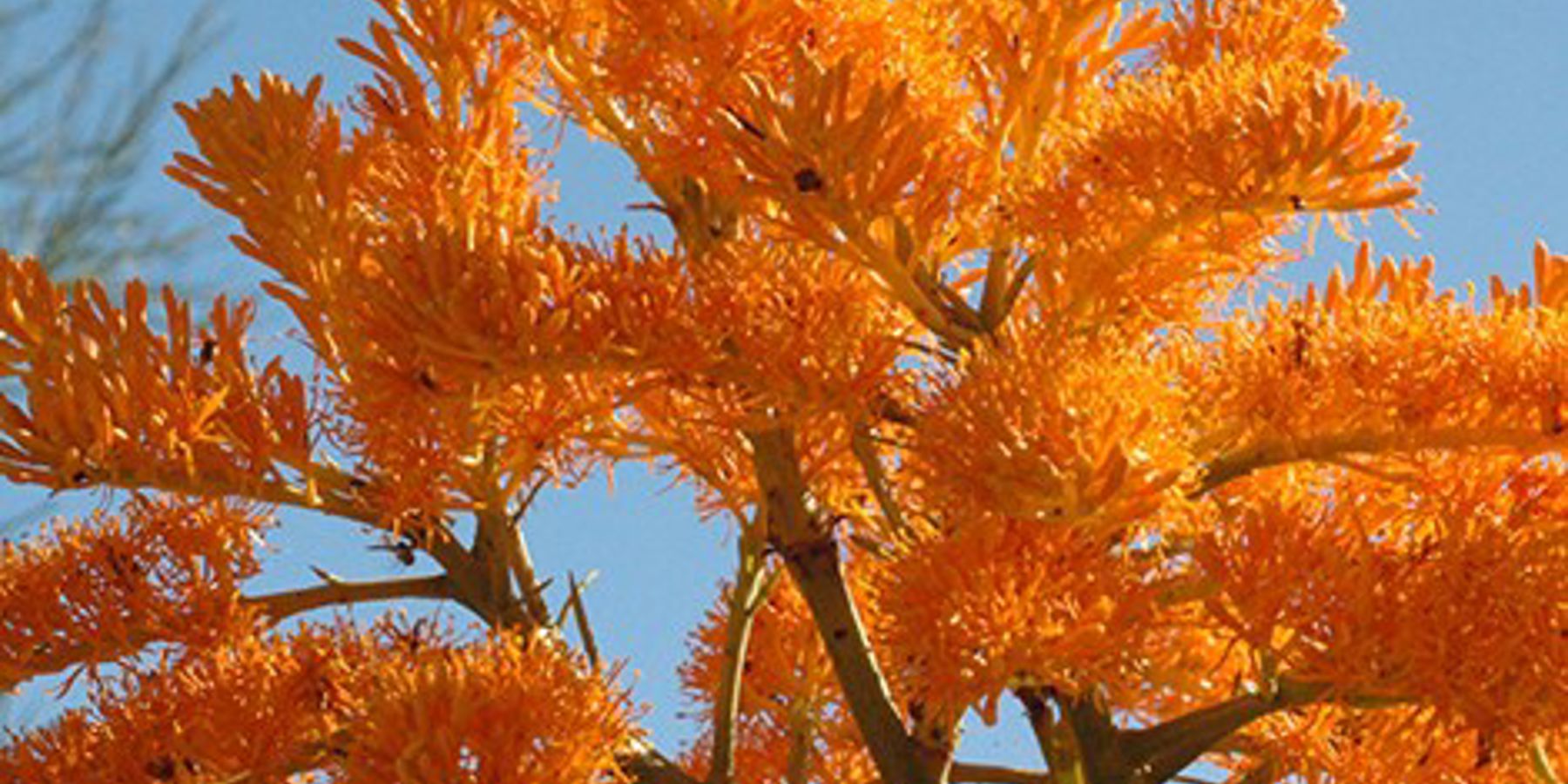 Nuytsia Floribunda