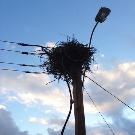 Ospreys Nest