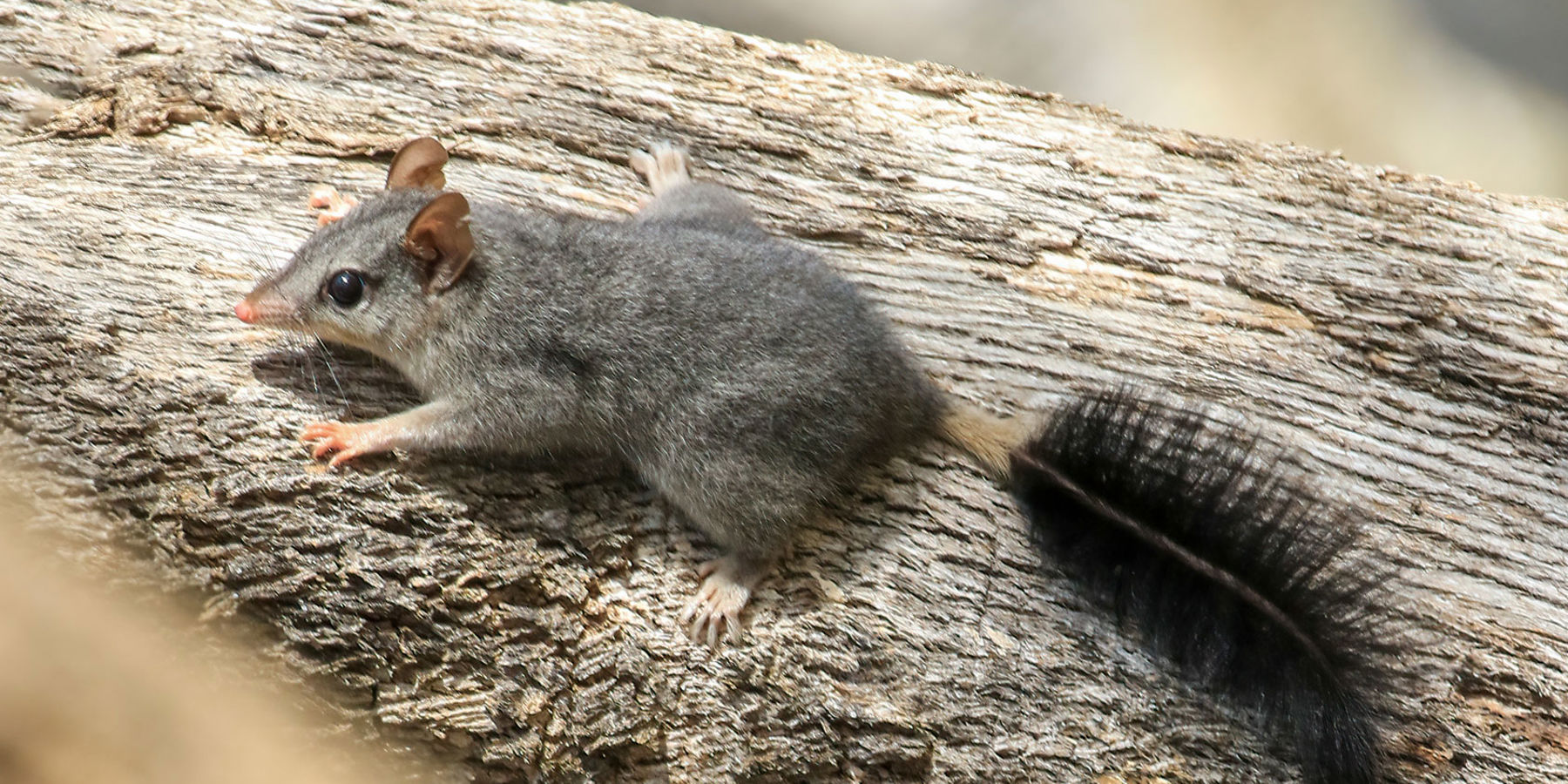 A phascogale sat on a tree trunk