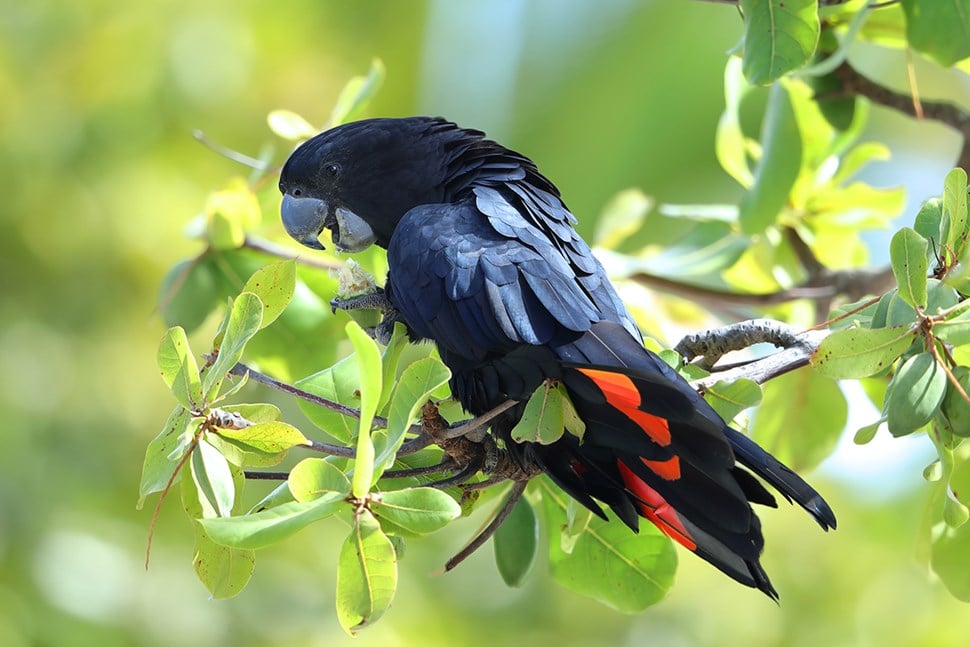 Red-tailed black cockatoos