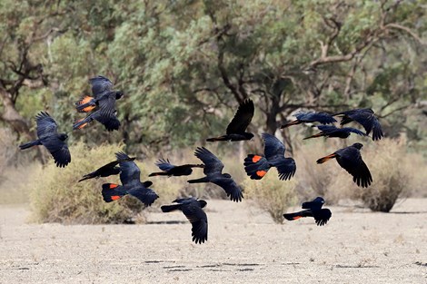 Red-tailed black cockatoos