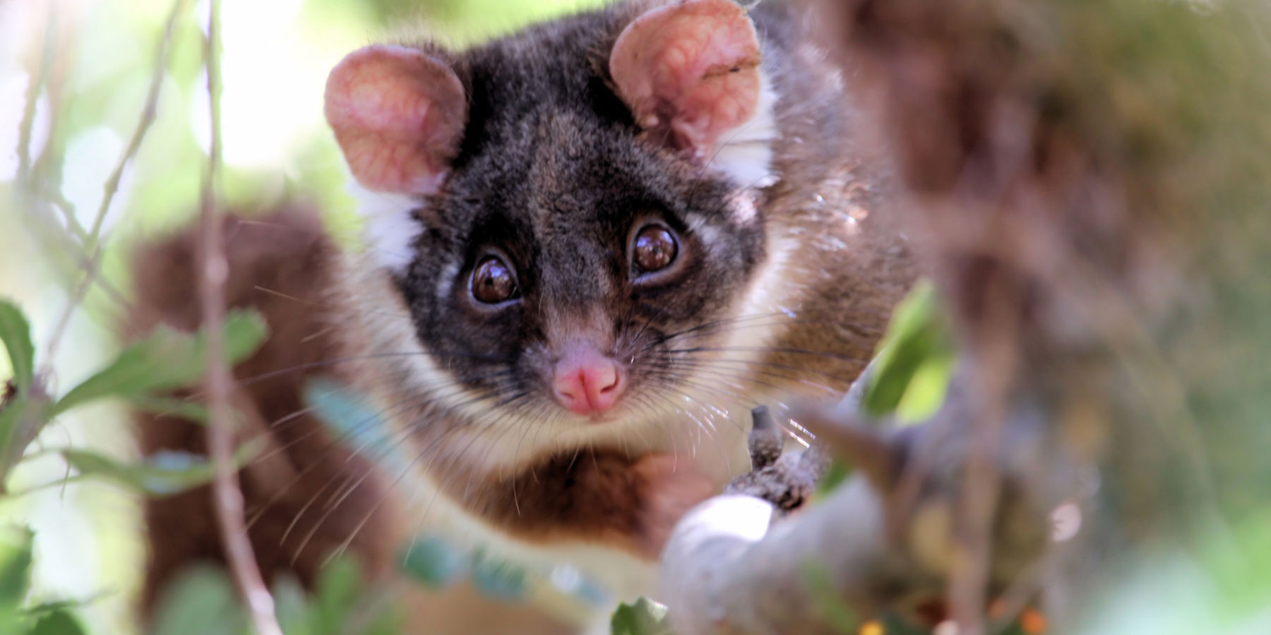 A ring tailed possum sitting on a tree branch